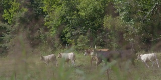 一群牛走在中西部农村的田野上。