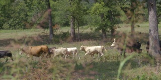 一群牛走在中西部农村的田野上。
