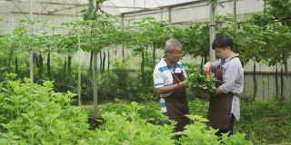 在他们的温室有机农场里，一位中年的亚洲华裔女性正在和她的父亲交谈