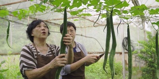 一名亚洲华裔女性中年妇女在温室里和母亲一起用平板电脑检查她的水果