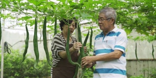 一对亚洲华裔老年夫妇在他们的农场里收获温室