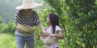 一位亚洲华裔老年妇女和她的孙女在花园农场采摘石灰菖蒲