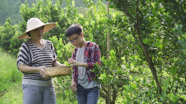 一位年长的亚洲华人妇女和她的孙子在她的花园农场采摘石灰菖蒲