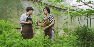 一名亚洲华裔女性中年妇女在温室里和母亲一起用平板电脑检查她的水果