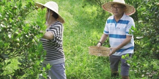 一对亚洲的中国老夫妇从他们的花园农场采摘石灰菖蒲