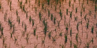 稻田和稻田的黄昏
