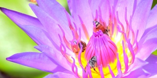 近距离观察在莲花上采集花蜜和花粉的蜜蜂
