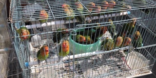 卡塔尔多哈市场——出售鹦鹉