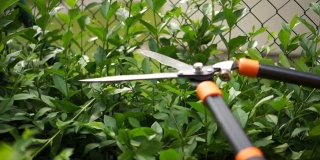 园艺剪刀。特写的花园工作。用剪枝夹修剪灌木，修剪花园中的灌木