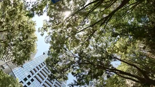 商业区的摩天大楼/绿树-抬头看看天空