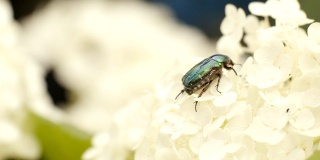甲虫在菊花