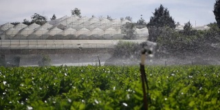 旋转洒水车组在芹菜田喷水。农业灌溉系统。在种植园中飞溅的水滴