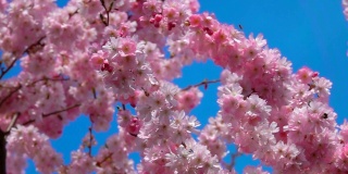 粉红色的樱花在阳光明媚的春天盛开