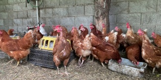 在有机养鸡场里吃草的褐母鸡都是经过精心打理的国内饲养的