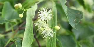 菩提花被风吹得在树枝上瑟瑟发抖。夏季季节和收获概念