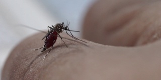 人皮肤上的胖蚊子