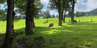 奥地利拉姆索·达赫斯坦牧场上的奶牛。