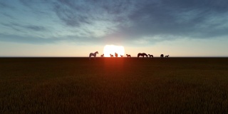 日落时马在草地上吃草