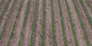 玉米作物鸟瞰图