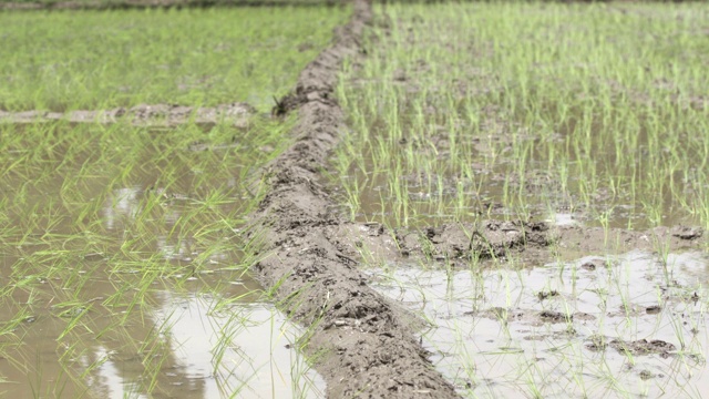 北阿坎德邦的稻田，