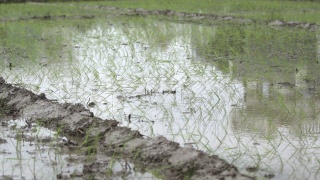 北阿坎德邦的稻田，视频素材模板下载