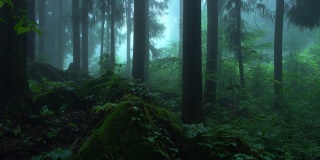 下雨的时候森林里有雾