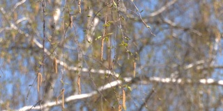 早春在桦树林中。开花的桦树。春天，嫩绿的树叶在白桦树上绽放，白桦树开出柳絮