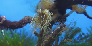 水下视图的珊瑚，海葵和海草在深蓝色的海洋