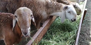 运动群羊在室内吃绿草，泰国地区的许多农产品。食草动物广告场景插入的动物概念。