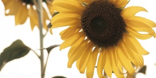 向日葵，田，自然，风，栽培，花的概念。向日葵在向日葵地里的慢镜头在日出。特写美丽的黄色向日葵在夏天随风摇曳。