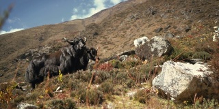 4K两只黑色的尼泊尔牦牛站在大山的背景下一动不动