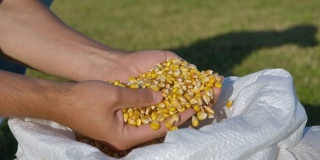 农民手中的玉米种子，农业。玉米收获后，农民手捧玉米粒。特写农场工人抱着收获的玉米谷类植物。金玉米种植