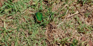 吃无花果的甲虫从草洞里钻出来