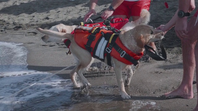 一只拉布拉多猎犬在海上训练的慢动作。救援犬训练