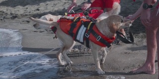 一只拉布拉多猎犬在海上训练的慢动作。救援犬训练