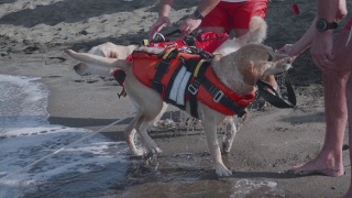 一只拉布拉多猎犬在海上训练的慢动作。救援犬训练视频素材模板下载