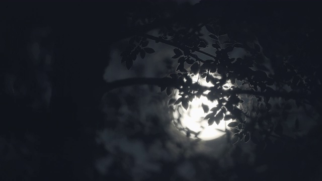 满月之夜，月亮穿过树林