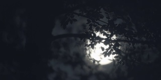 满月之夜，月亮穿过树林