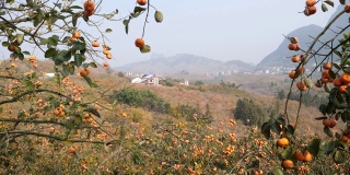 秋天的柿子树，中国桂林