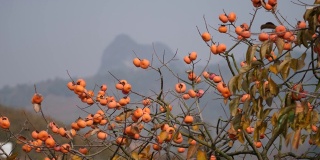 秋天的柿子树，中国桂林