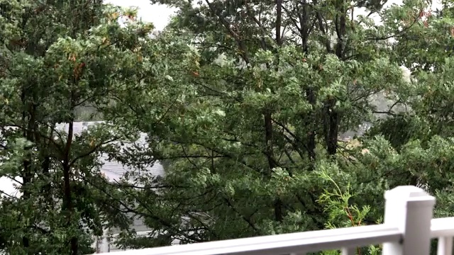 树在强风和暴雨中吹，从阳台上看