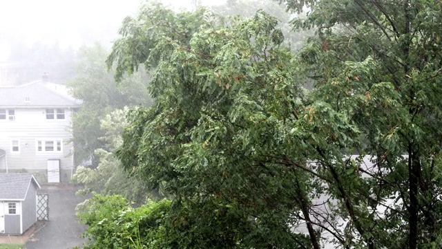 树木在狂风暴雨中吹拂