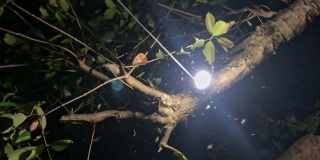 夜行昆虫绕着灯泡打转