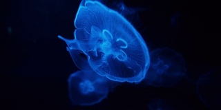 深海里闪亮的蓝色水母特写
