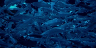 深蓝色的灯光下有一群银色的鱼