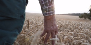 成年男性农民走着，摸着麦子