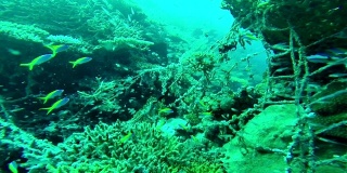 马尔代夫的热带珊瑚礁，有鱼和板珊瑚