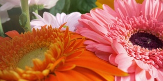 美丽的菊非洲菊花在华丽的节日花束。镜头沿着花瓣移动。橙色，粉红色和白色的花与绿鸟叶背景。4 k, UHD