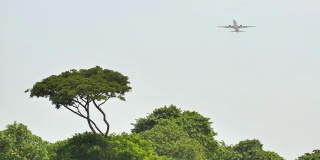 起飞的飞机在印度尼西亚的丛林和树木的背景
