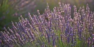 日落时分，在法国普罗旺斯的薰衣草地里，蜜蜂从紫色芬芳的薰衣草花中吮吸蜜露。微风。UHD